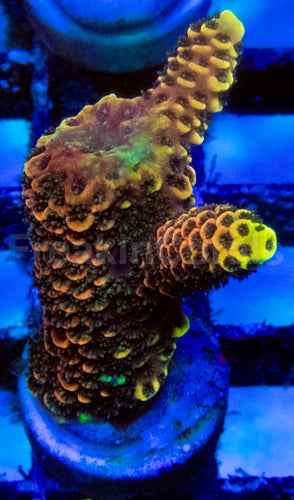 High-End Acropora Coral Frag