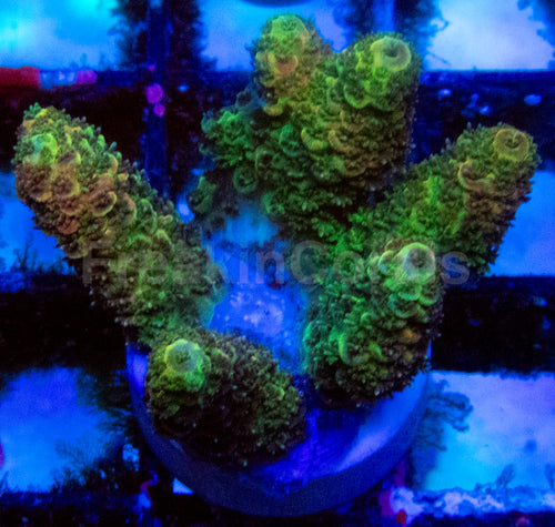 High-End Acropora Coral Frag