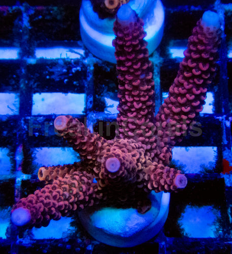 High-End Acropora Coral Frag