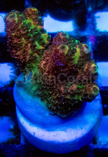 High-End Acropora Coral Frag