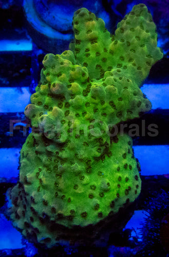 High-End Acropora Coral Frag