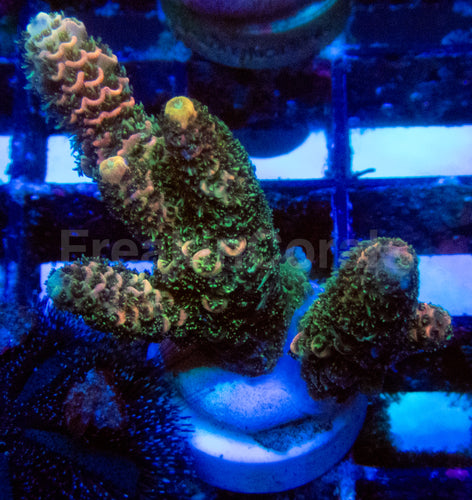 High-End Acropora Coral Frag