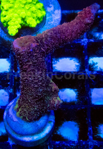 High-End Acropora Coral Frag
