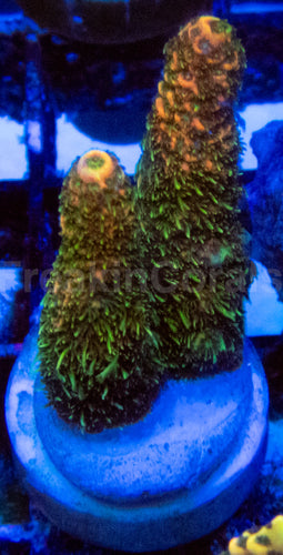 High-End Acropora Coral Frag