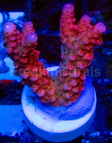 High-End Acropora Coral Frag