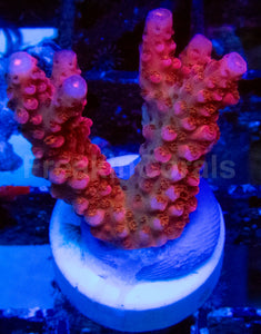 High-End Acropora Coral Frag