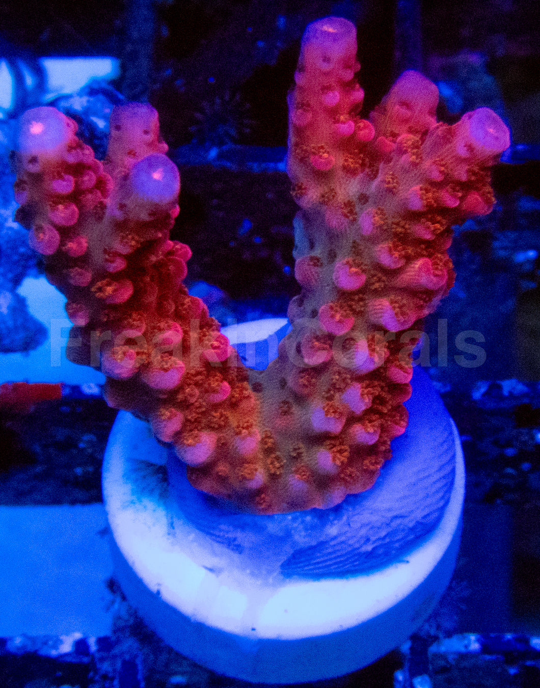 High-End Acropora Coral Frag