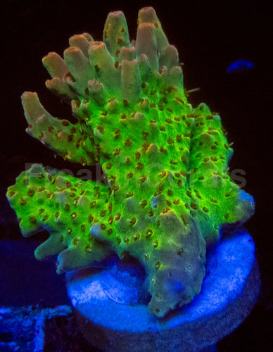 High-End Acropora Coral Frag