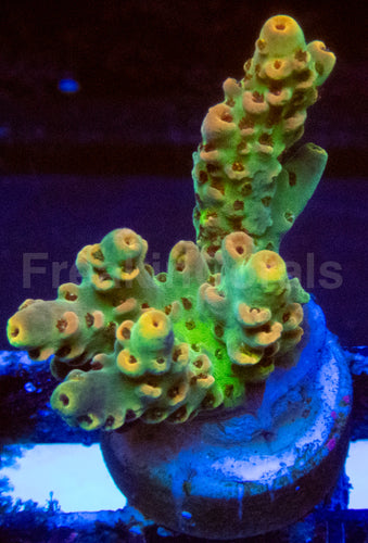 High-End Acropora Coral Frag