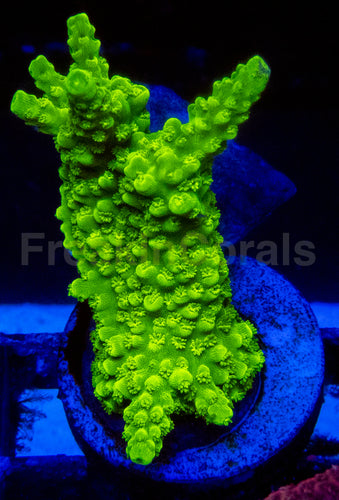 High-End Acropora Coral Frag