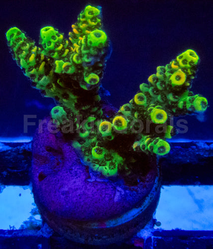 High-End Acropora Coral Frag