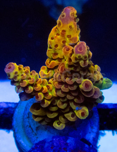 High-End Acropora Coral Frag