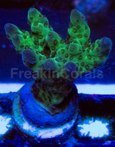 High-End Acropora Coral Frag