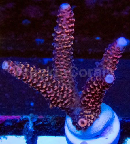 High-End Acropora Coral Frag