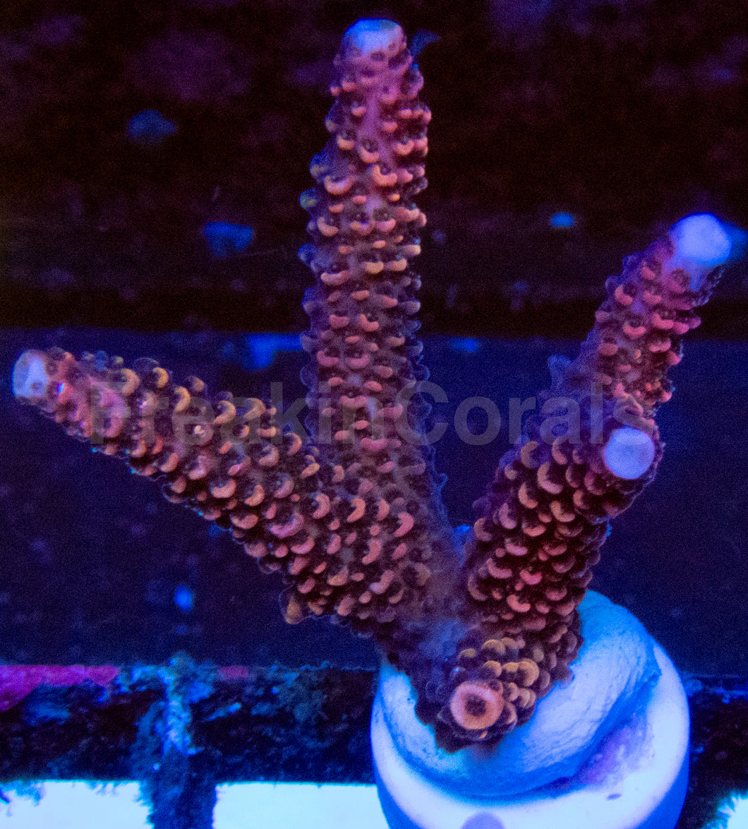 High-End Acropora Coral Frag
