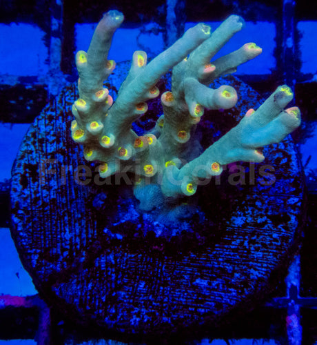 Flaming Sunrise Speciosa Acropora Frag