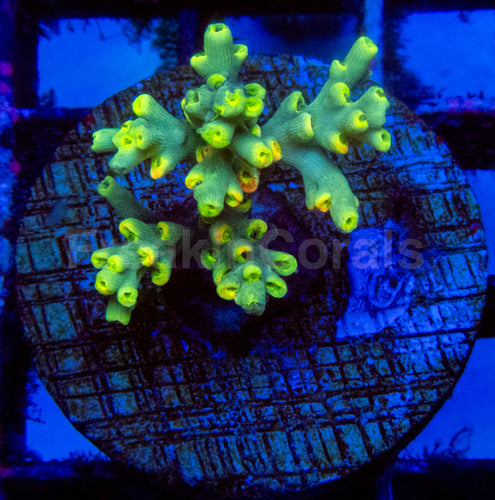 Flaming Sunrise Speciosa Acropora Frag