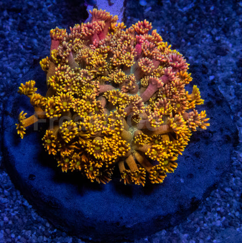 Full Yellow Goniopora Colony Australia - Ultra Colour