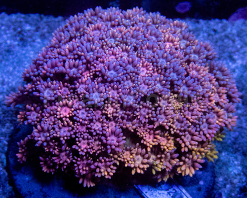 Blue & Yellow Rainbow Goniopora Colony – Size M