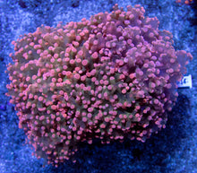 Load image into Gallery viewer, Pink Tip Green Centre Paradivisa Euphyllia – CTO (Cut to Order)