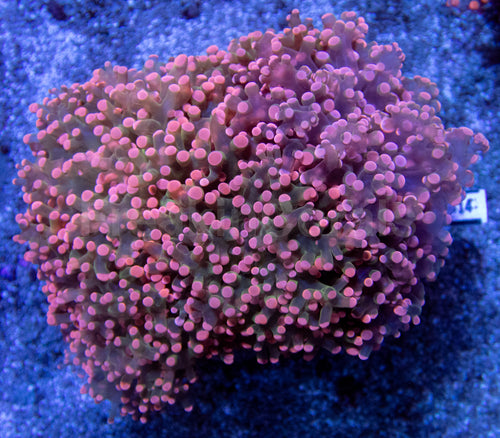 Pink Tip Green Centre Paradivisa Euphyllia – CTO (Cut to Order)