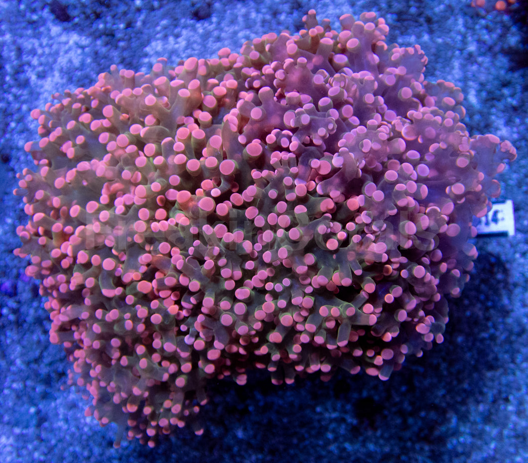Pink Tip Green Centre Paradivisa Euphyllia – CTO (Cut to Order)