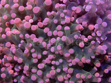 Load image into Gallery viewer, Pink Tip Green Centre Paradivisa Euphyllia – CTO (Cut to Order)