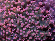 Load image into Gallery viewer, Pink Tip Green Centre Paradivisa Euphyllia – CTO (Cut to Order)