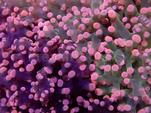 Load image into Gallery viewer, Pink Tip Green Centre Paradivisa Euphyllia – CTO (Cut to Order)