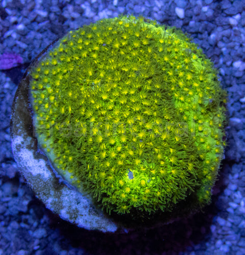 Stylocoeniella Yellow Eye Green – First Worldwide Release