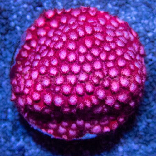 WWC Peppermint Cyphastrea – Frag (Similar to Photo)
