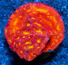 Carregar imagem no visualizador da galeria, Jason Fox Jack-O-Lantern Leptoseris – Frag (Similar to Photo)