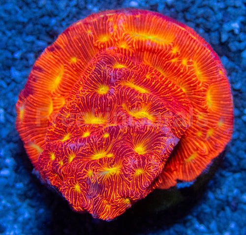 Jason Fox Jack-O-Lantern Leptoseris – Frag (Similar to Photo)