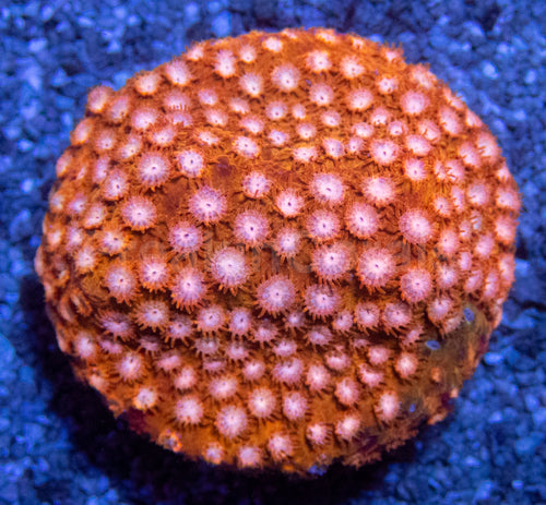 WWC Hi-C Cyphastrea – Frag (Similar to Photo)