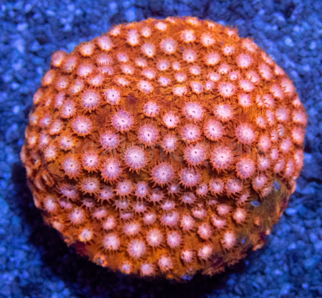 WWC Hi-C Cyphastrea – Frag (Similar to Photo)