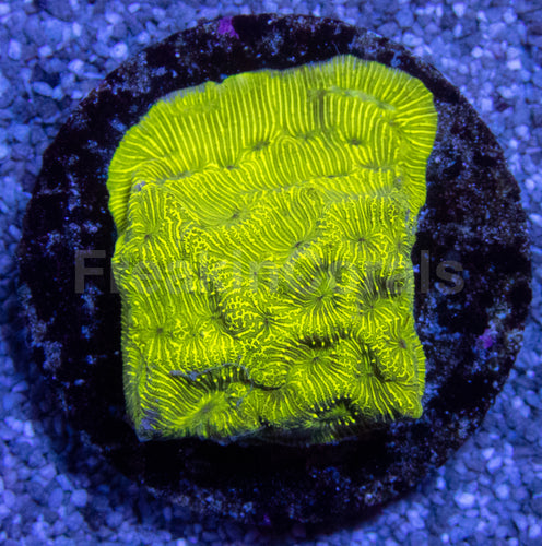 Leptoseris Toxic Green Yellow Eye – First Worldwide Release