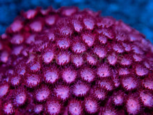 Carregar imagem no visualizador da galeria, WWC Peppermint Cyphastrea – Frag (Similar to Photo)