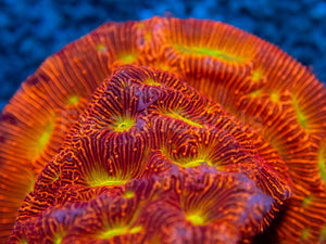 Jason Fox Jack-O-Lantern Leptoseris – Frag (Similar to Photo)