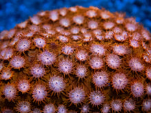 Carregar imagem no visualizador da galeria, WWC Hi-C Cyphastrea – Frag (Similar to Photo)