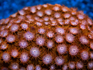 WWC Hi-C Cyphastrea – Frag (Similar to Photo)