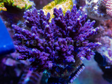 Load image into Gallery viewer, FK Purple Acropora (Cut-To-Order) SPS547