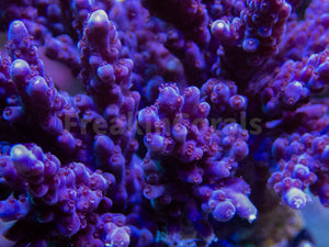 FK Purple Acropora (Cut-To-Order) SPS547