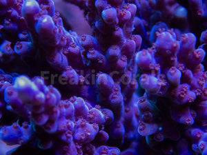 FK Purple Acropora (Cut-To-Order) SPS547