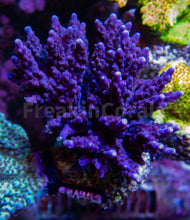 Load image into Gallery viewer, FK Purple Acropora (Cut-To-Order) SPS547