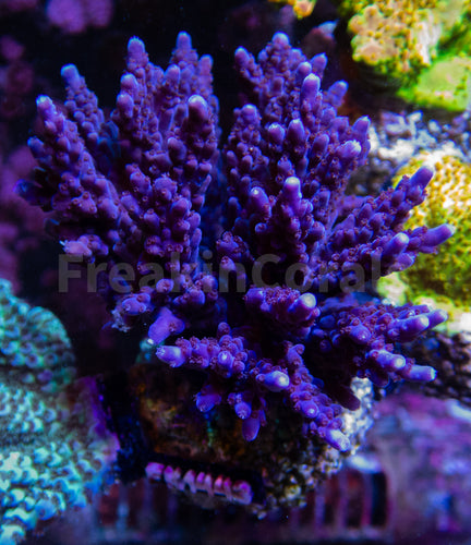 FK Purple Acropora (Cut-To-Order)