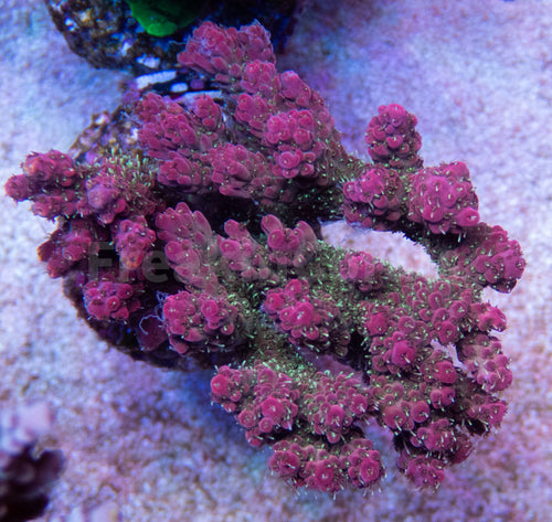 FK Silver Polyps Red/Pink Acropora (Cut-To-Order)