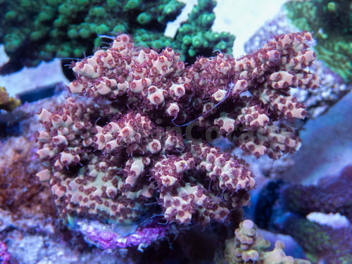 FK Red Polyp Acropora (Cut-To-Order)