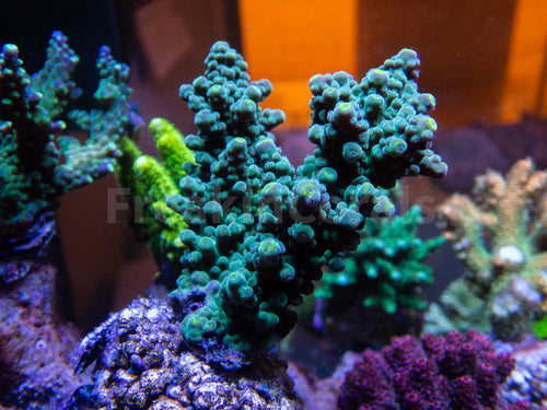 FK Yellow Tip Green Acropora (Cut-To-Order)