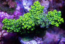 Carregar imagem no visualizador da galeria, FK Toxic Yellow Abrutanoides Acropora (Cut-To-Order) SPS699