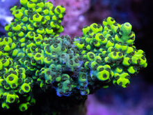 Carregar imagem no visualizador da galeria, FK Toxic Yellow Abrutanoides Acropora (Cut-To-Order) SPS699